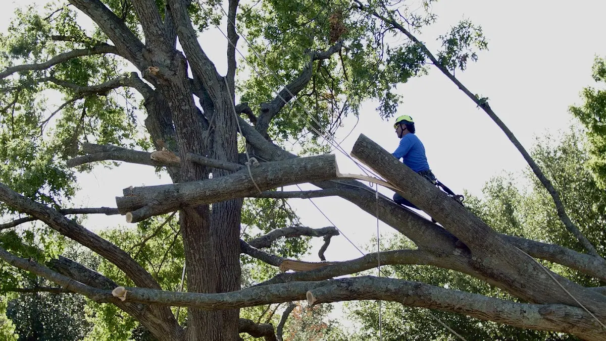 Professional Crown Thinning performed by certified arborists in Winfield