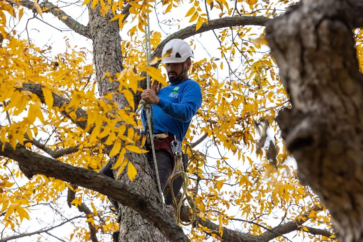 Skilled Dead Tree Removal crew working in Winfield